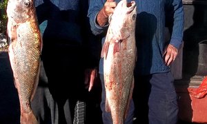 Eksperimenteer gerus